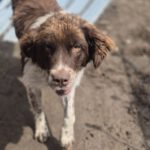 Mischling Zâna, 04/2024, ca. 45 cm