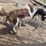 Mischling Zâna, 04/2024, ca. 45 cm