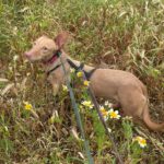 Podenco Maneto Zape, 08/2023, ca. 35 cm