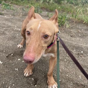 Podenco Maneto Zape, 08/2023, ca. 35 cm