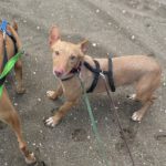 Podenco Maneto Zape, 08/2023, ca. 35 cm