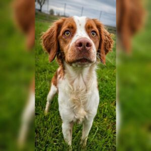 Bretone Zeke, 12/2024, ca. 45 cm