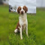 Bretone Zeke, 12/2024, ca. 45 cm