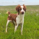 Bretone Zeke, 12/2024, ca. 45 cm