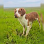 Bretone Zeke, 12/2024, ca. 45 cm