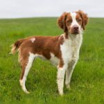 Bretone Zeke, 12/2024, ca. 45 cm