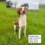 Bretone Zeke, 12/2024, ca. 45 cm