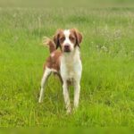 Bretone Zeke, 12/2024, ca. 45 cm