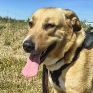 Mastin Mischling Zola, 12/2023, ca. 65 cm