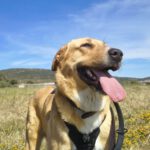 Mastin Mischling Zola, 12/2023, ca. 65 cm