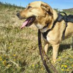 Mastin Mischling Zola, 12/2023, ca. 65 cm