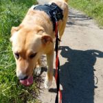 Mastin Mischling Zola, 12/2023, ca. 65 cm