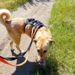 Mastin Mischling Zola, 12/2023, ca. 65 cm