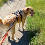 Mastin Mischling Zola, 12/2023, ca. 65 cm