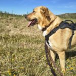 Mastin Mischling Zola, 12/2023, ca. 65 cm