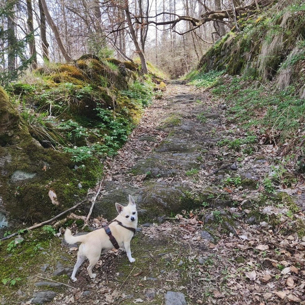 Frijolito Regenbogenbrücke - SALVA Hundehilfe e.V.