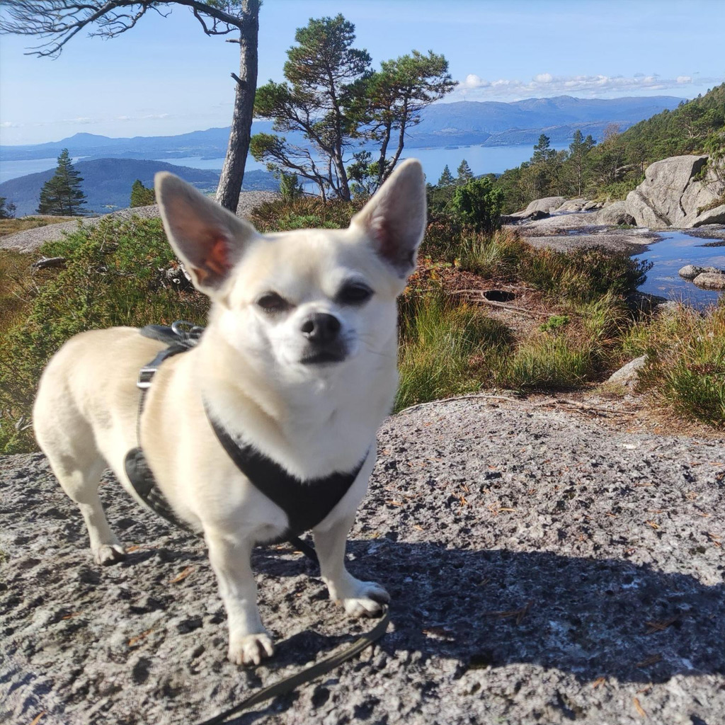 Frijolito Regenbogenbrücke - SALVA Hundehilfe e.V.