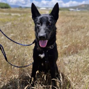 Schäferhund Mischling Aguiles, 06/2025, Endgröße ca. 50- 55 cm