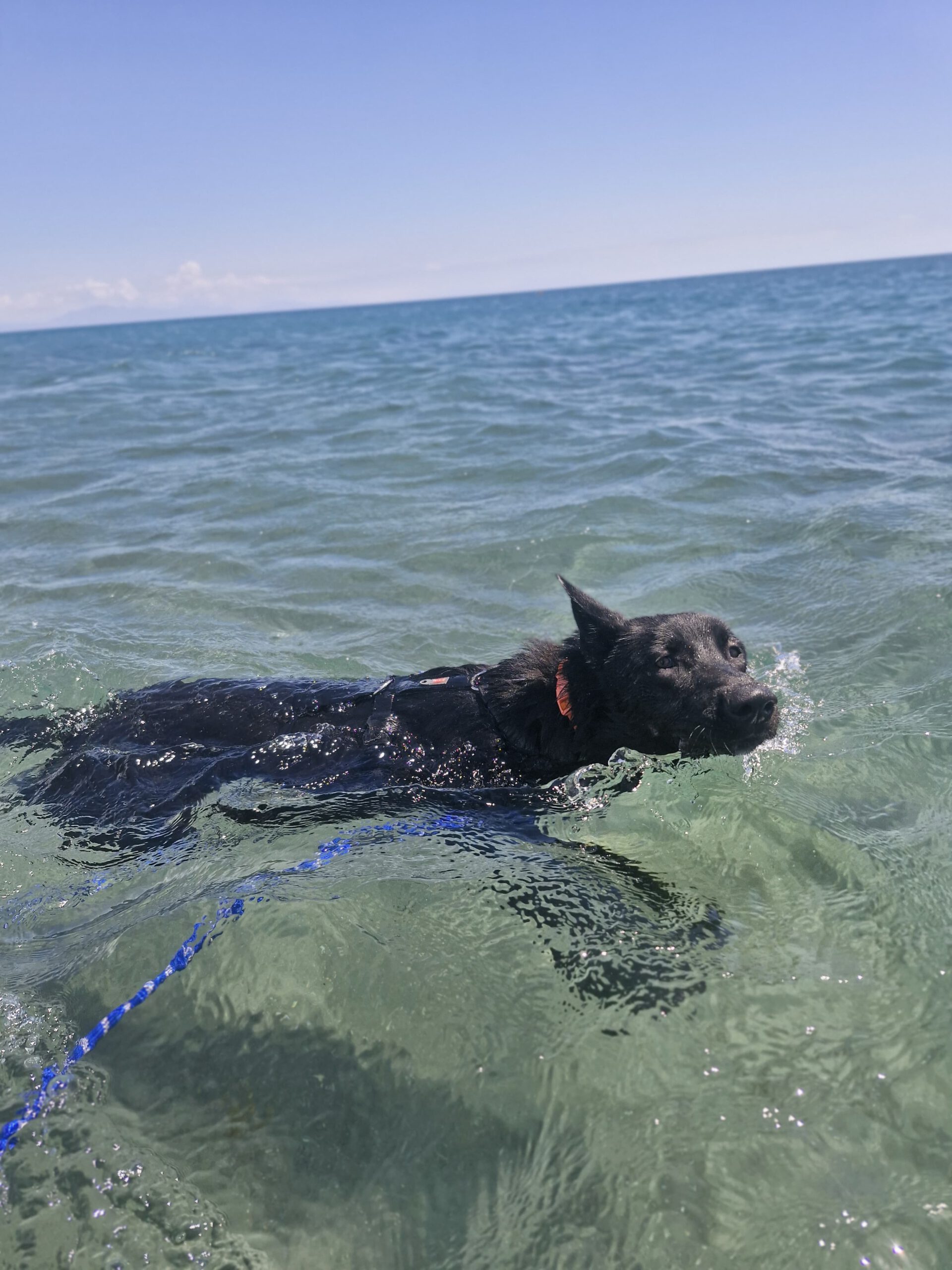 Schäferhund Mischling Aguiles, 06/2025, Endgröße ca. 50- 55 cm