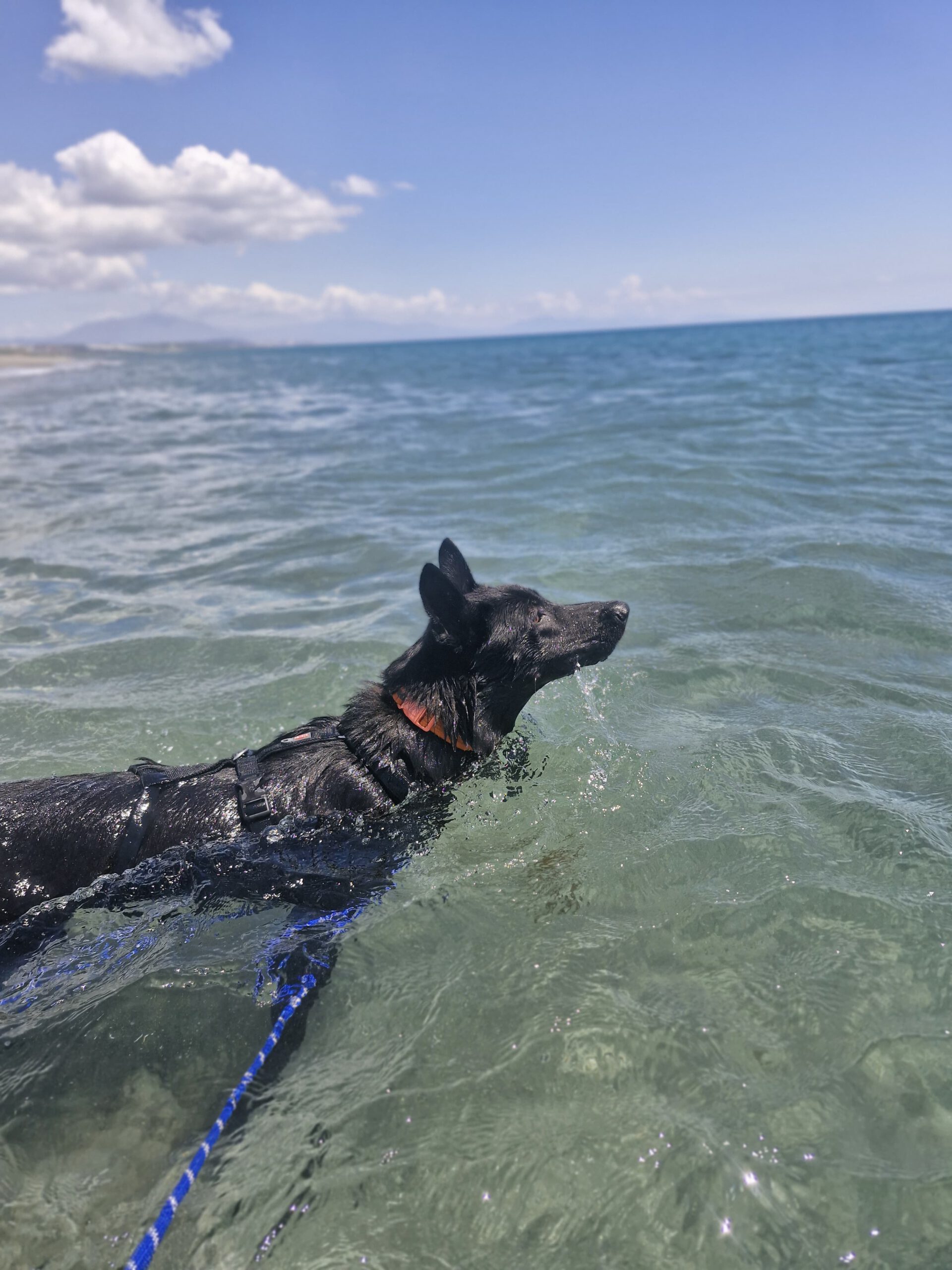 Schäferhund Mischling Aguiles, 06/2025, Endgröße ca. 50- 55 cm