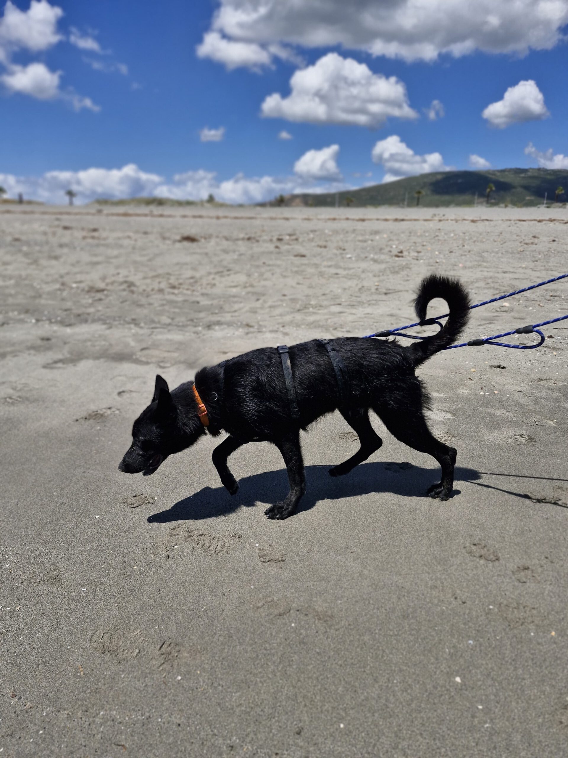 Schäferhund Mischling Aguiles, 06/2025, Endgröße ca. 50- 55 cm