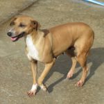 Podenco Mischling Aida, 10/2018, ca. 45 cm, 89343 Jettingen Scheppach