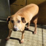 Podenco Mischling Aida, 10/2018, ca. 45 cm, 89343 Jettingen Scheppach