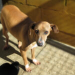 Podenco Mischling Aida, 10/2018, ca. 45 cm, 89343 Jettingen Scheppach