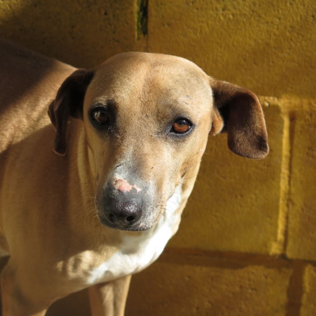 Podenco Mischling Aida, 10/2018, ca. 45 cm, 89343 Jettingen Scheppach