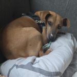Podenco Mischling Aida, 10/2018, ca. 45 cm, 89343 Jettingen Scheppach
