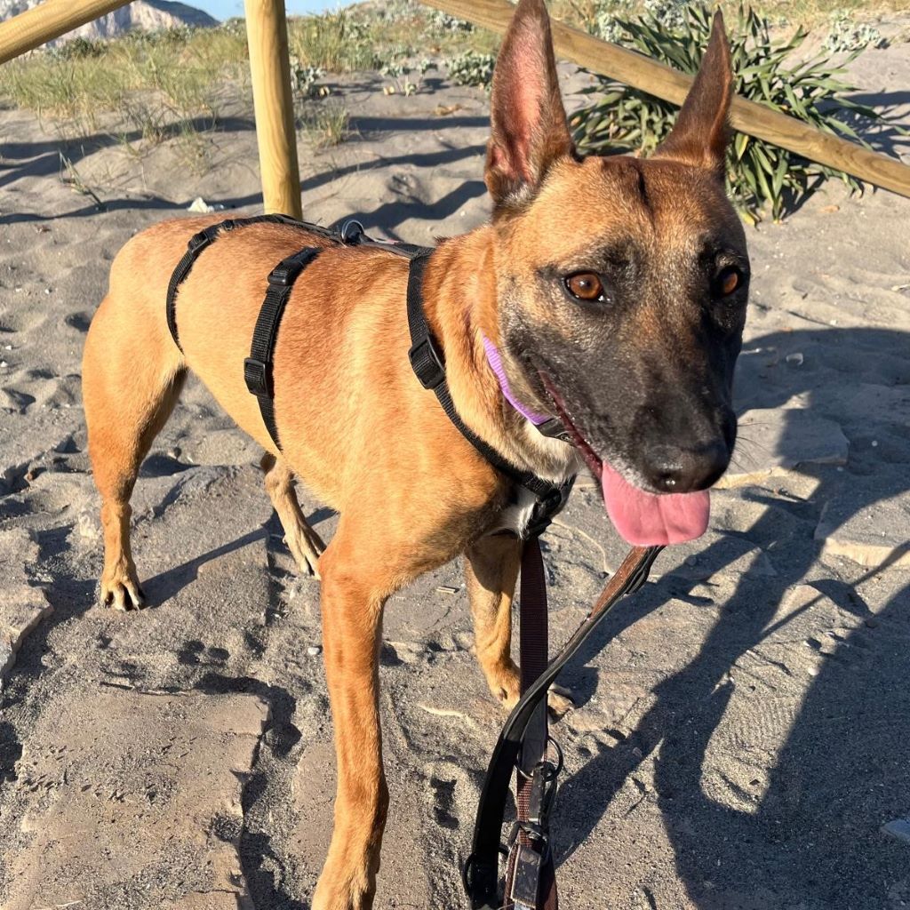 Malinois Mischling Alaska, 04/2024, ca. 60 cm