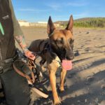 Malinois Mischling Alaska, 04/2024, ca. 60 cm