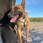 Malinois Mischling Alaska, 04/2024, ca. 60 cm