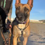 Malinois Mischling Alaska, 04/2024, ca. 60 cm