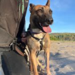 Malinois Mischling Alaska, 04/2024, ca. 60 cm