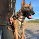 Malinois Mischling Alaska, 04/2024, ca. 60 cm