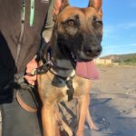 Malinois Mischling Alaska, 04/2024, ca. 60 cm