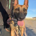 Malinois Mischling Alaska, 04/2024, ca. 60 cm
