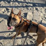 Malinois Mischling Alaska, 04/2024, ca. 60 cm