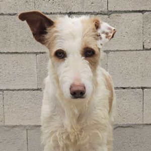 Podenco Alfonso, 03/2017, ca. 60 cm