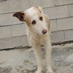Podenco Alfonso, 03/2017, ca. 60 cm