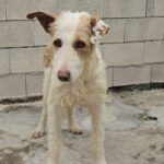 Podenco Alfonso, 03/2017, ca. 60 cm