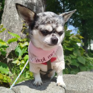Chihuahua Almi, 02/2022, ca. 25 cm, 45259 Essen
