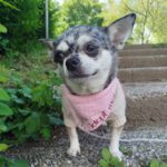 Chihuahua Almi, 02/2022, ca. 25 cm, 45259 Essen