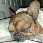 Franz. Bulldogge Anteros, 05/2018, ca. 35 cm, 29378 Wittingen
