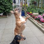 Franz. Bulldogge Anteros, 05/2018, ca. 35 cm, 29378 Wittingen