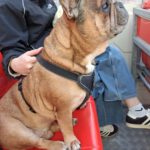 Franz. Bulldogge Anteros, 05/2018, ca. 35 cm, 29378 Wittingen