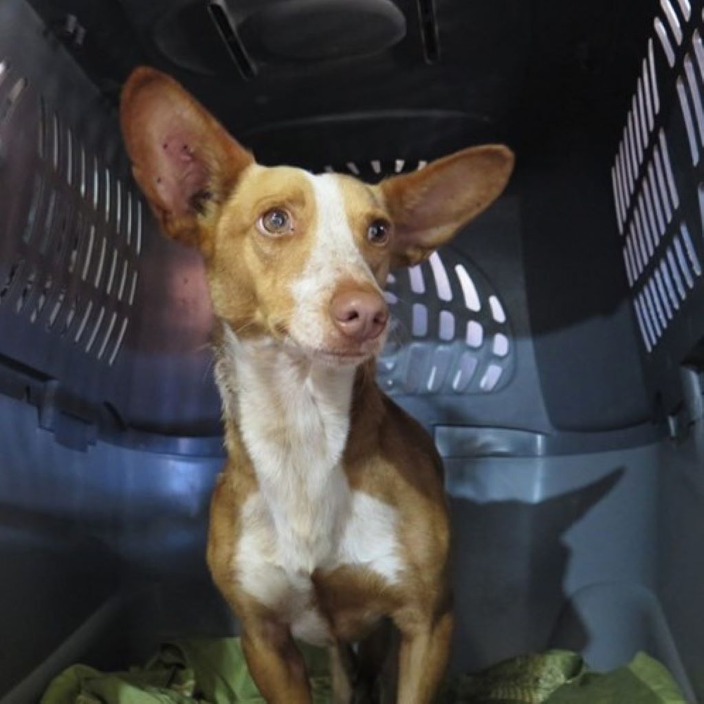 Podenco Arlo, 05/2022, ca. 37 cm