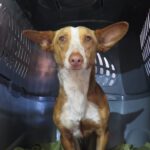 Podenco Arlo, 05/2022, ca. 37 cm