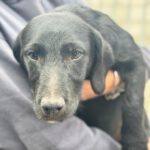 Beagle Mischling Baloo, 01/2026, ca. 50 cm